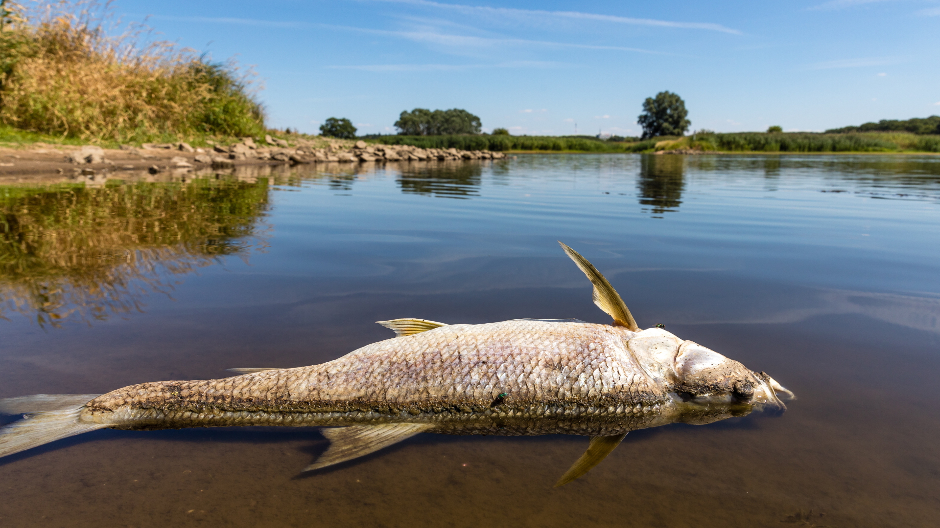 In Höhe der Insel Ziegenwerder liegt ein toter Fisch am Ufer der Oder | dpa