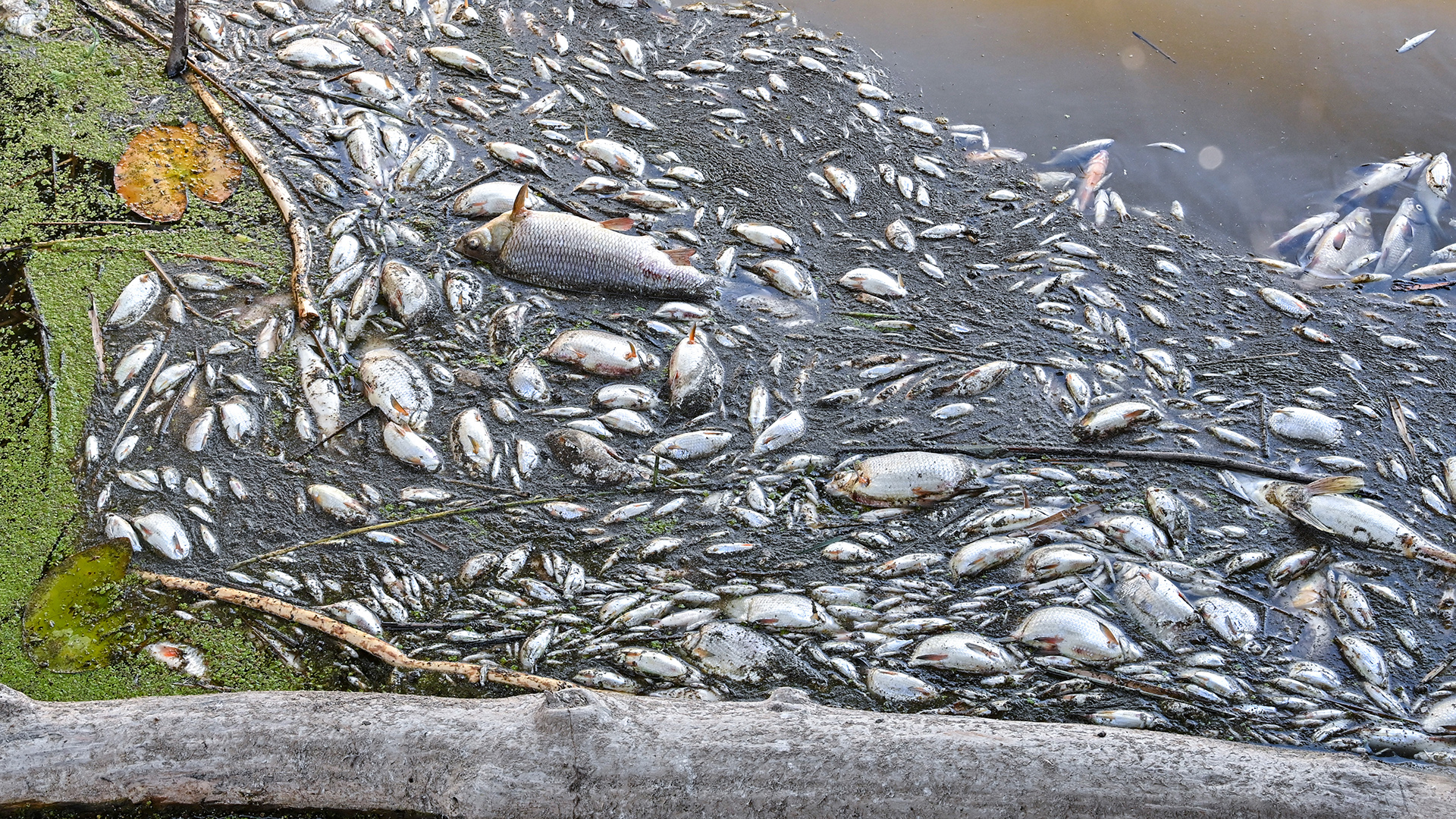 Tote Fische schwimmen in der Oder.