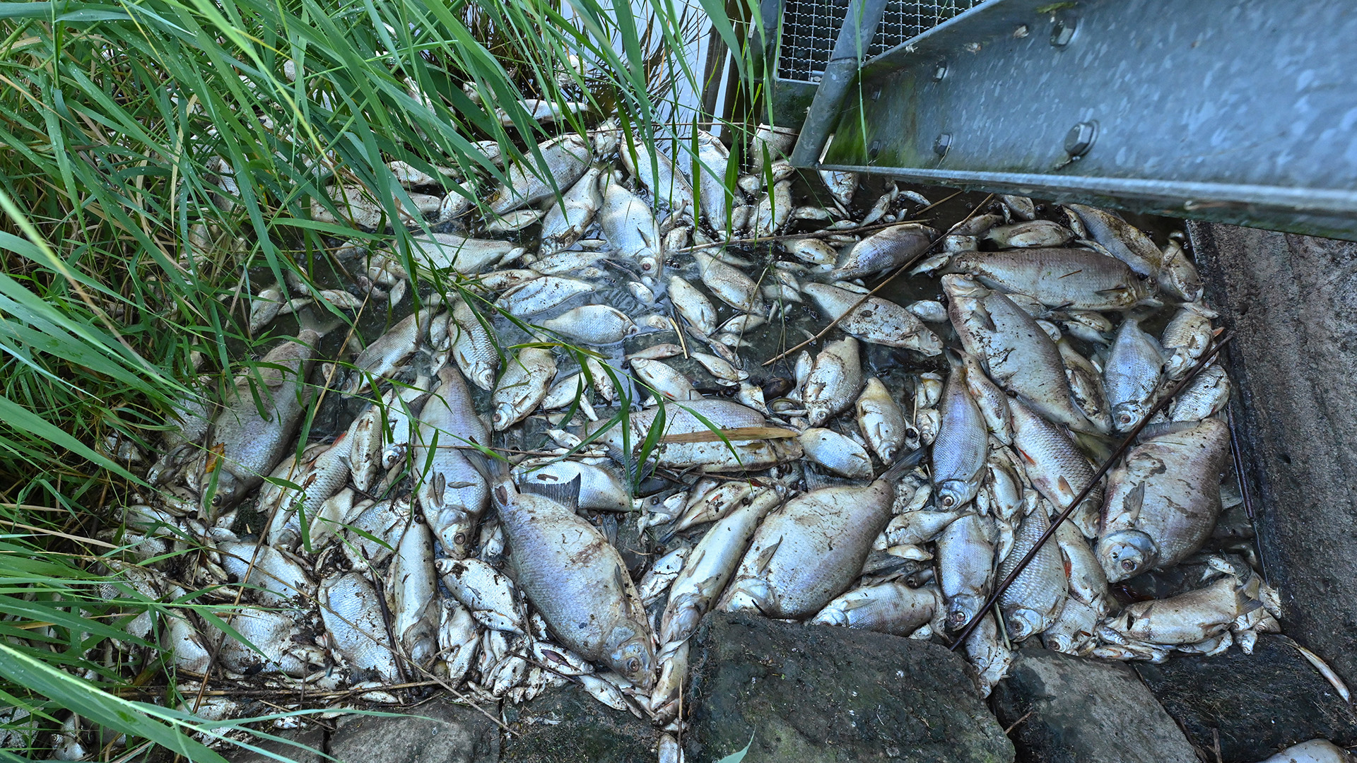 Tote Fische an einer Uferböschung | dpa