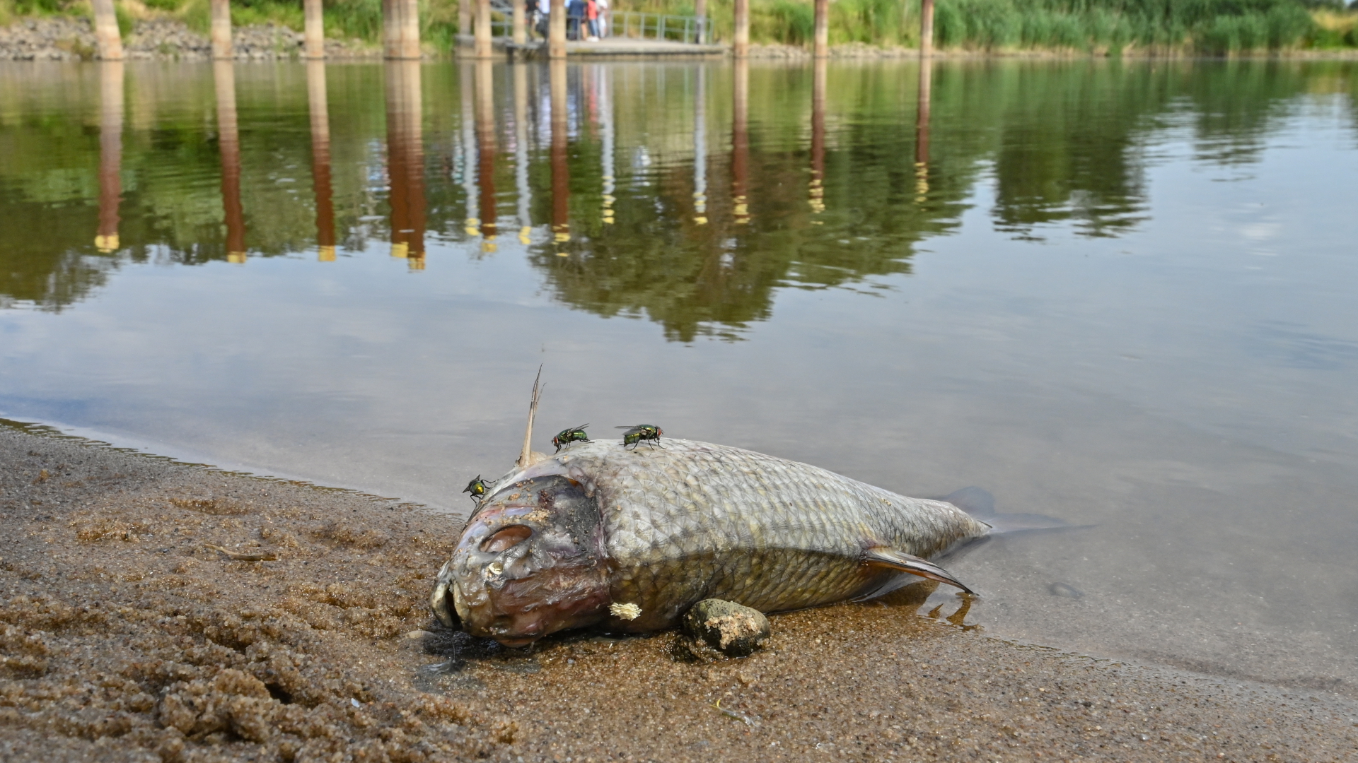 Ein toter Fisch liegt am Ufer des deutsch-polnischen Grenzflusses Oder.  | dpa
