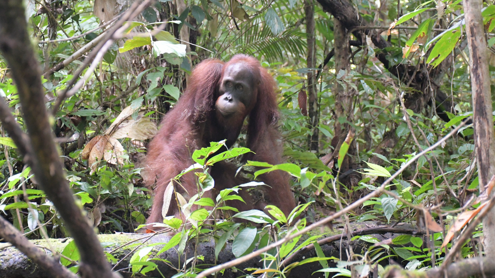 Die von der BOS Foundation zur Verfügung gestellte Aufnahme zeigt den Orang-Utan Ben bei seiner Auswilderung im Bukit Baka Bukit Raya Nationalpark auf Borneo. | dpa