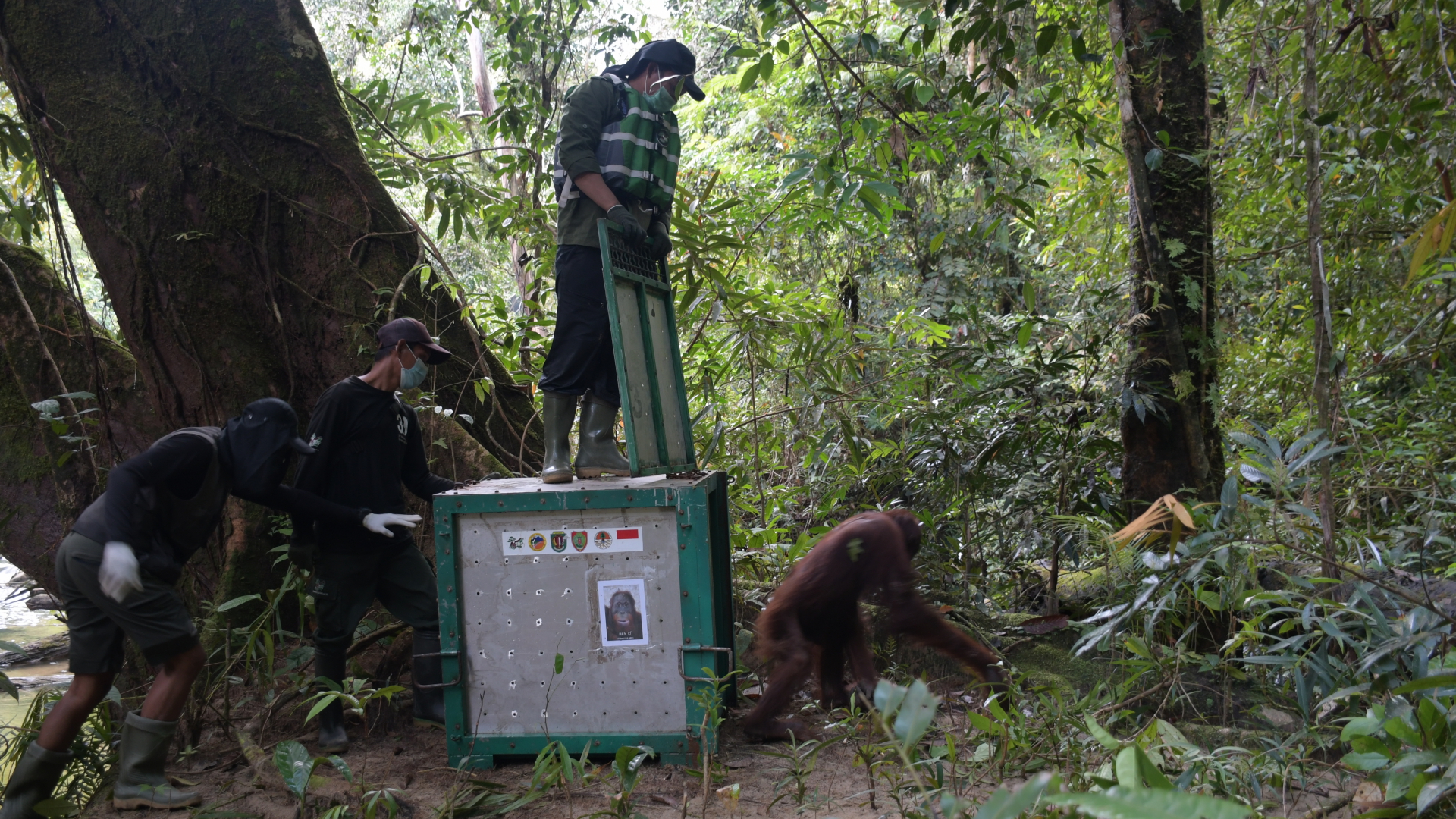 Auf Borneo wird der Orang-Utan Ben ausgewildert | dpa