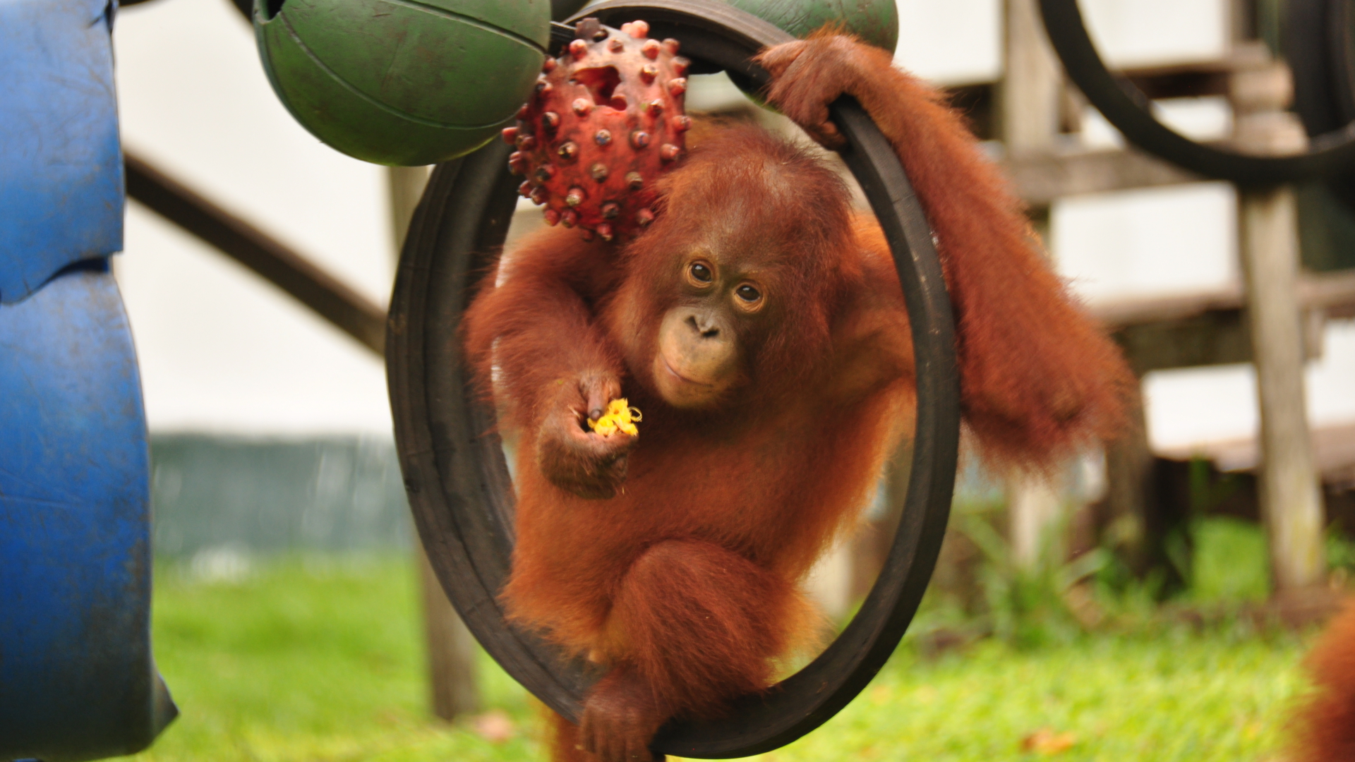 Die von der BOS (Borneo Orangutan Survival) Foundation zur Verfügung gestellte Aufnahme zeigt den Orang-Utan Ben im Alter von vier Jahren auf dem Spielplatz des BOS Rettungszentrums Nyaru Menteng in Indonesien | dpa