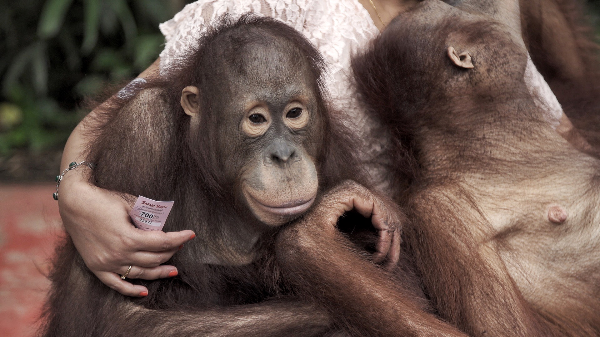 Zwei Orang-Utans sitzen auf dem Schoß einer Frau. | Felix Meschede / NDR