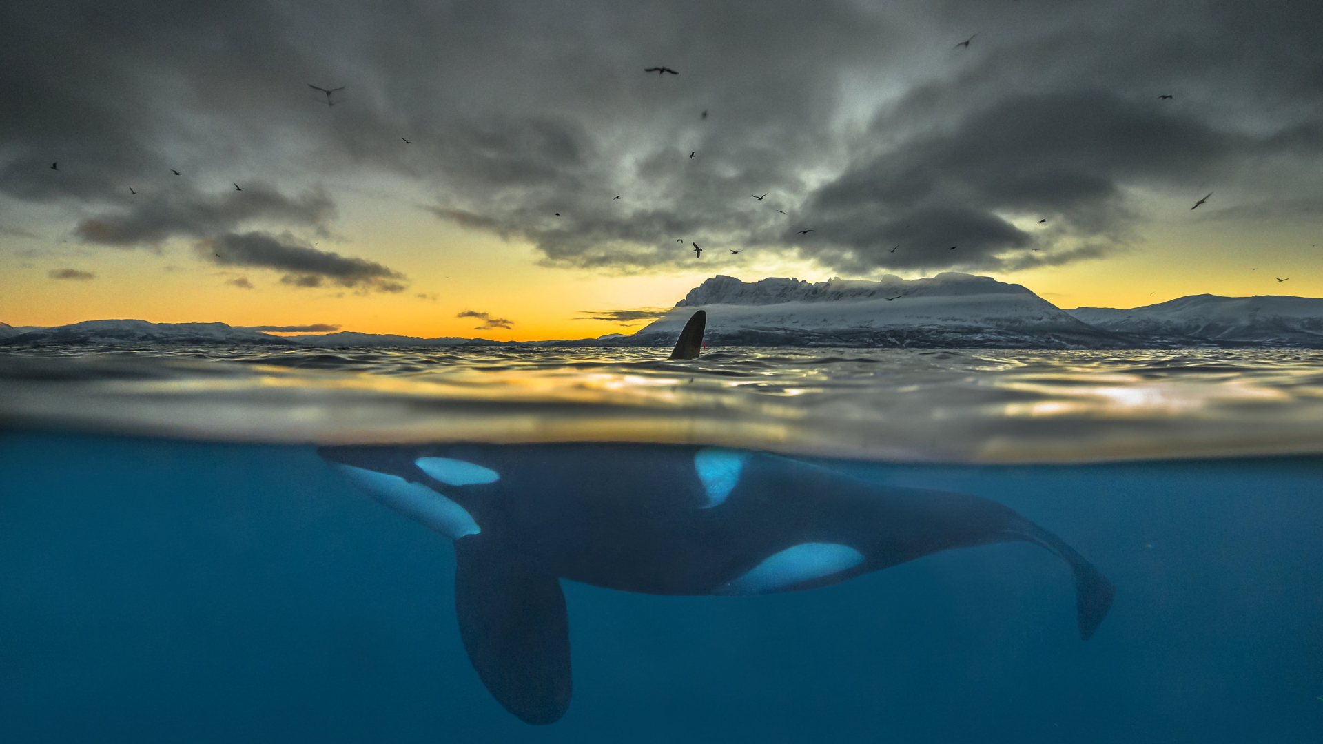  Ein Orca schwimmt die Küste Nordnorwegens entlang. | Bildquelle: dpa