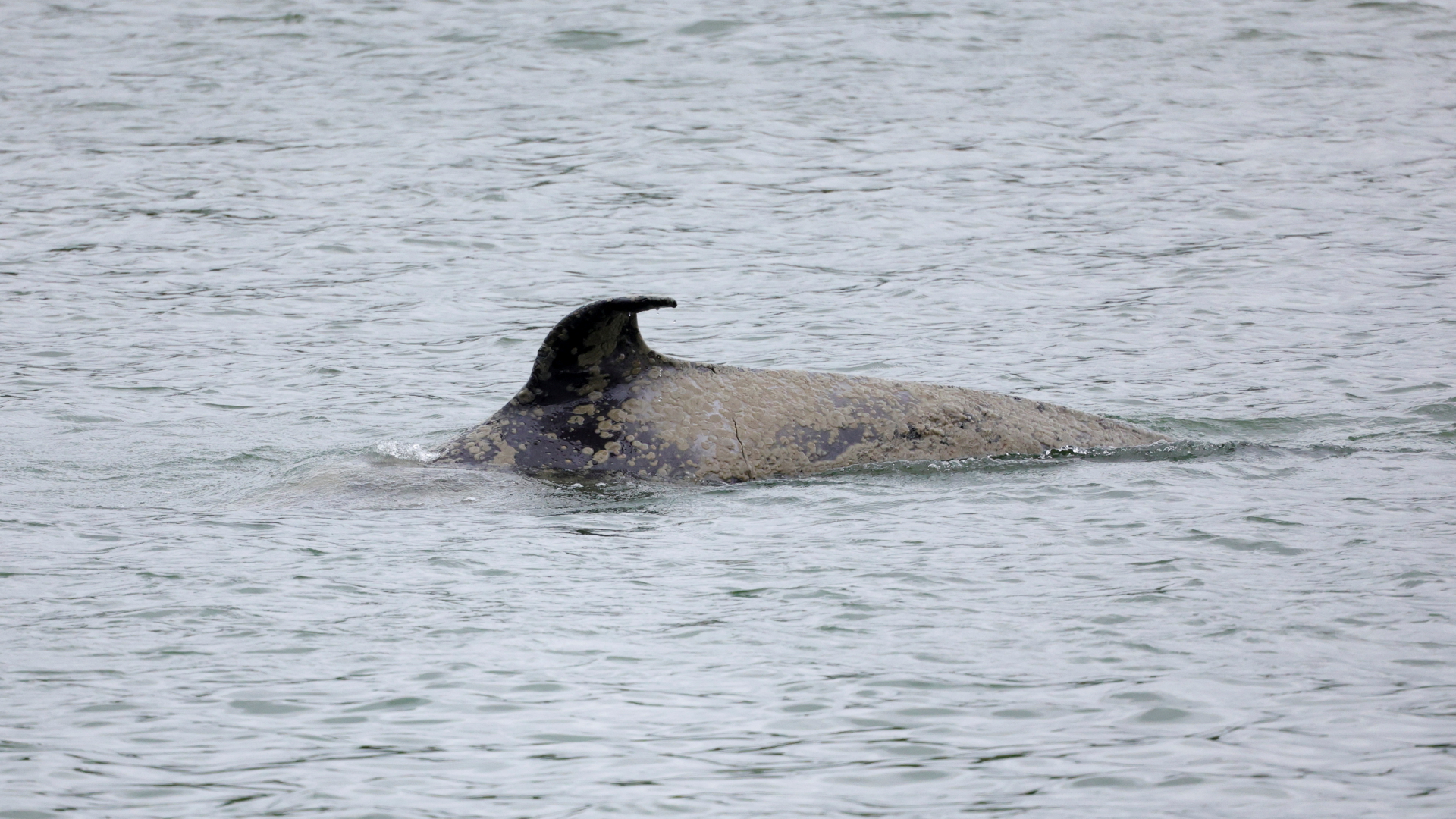 Ein verirrter Orca schwimmt in der französischen Seine bei Duclair in der Normandie | REUTERS