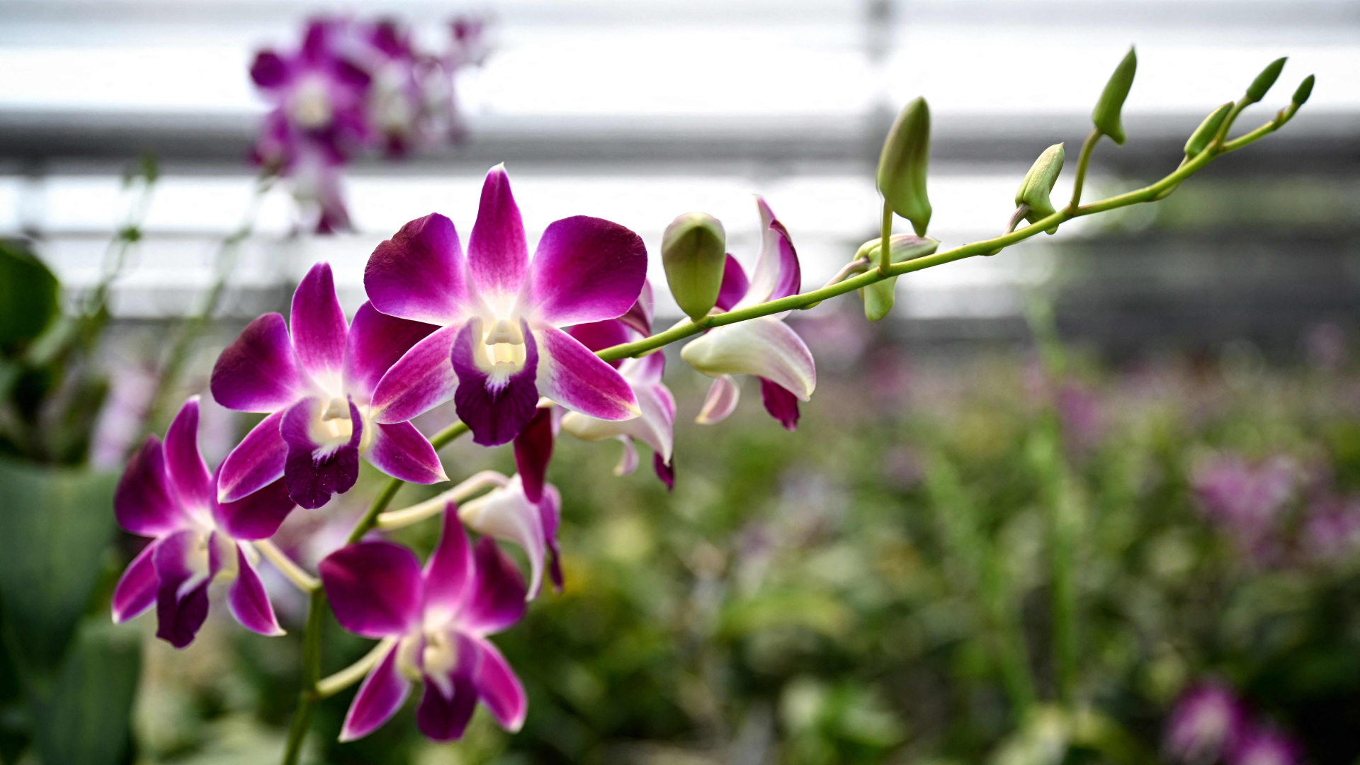 Orchidee blüht auf einer Orchideenfarm in Thailand | AFP