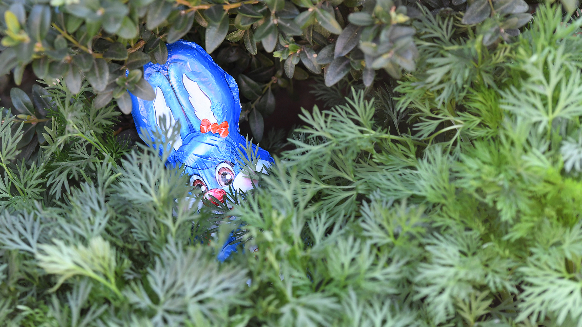 Ein Schoko Osterhase ist im Garten zwischen Zweigen versteckt. | picture alliance/dpa
