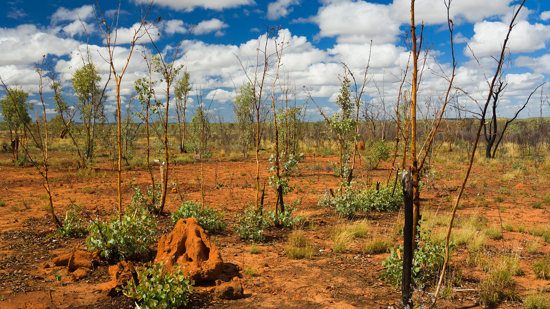 Termitenhügel im Outback von Queensland, Australien | picture alliance / Jochen Schlen