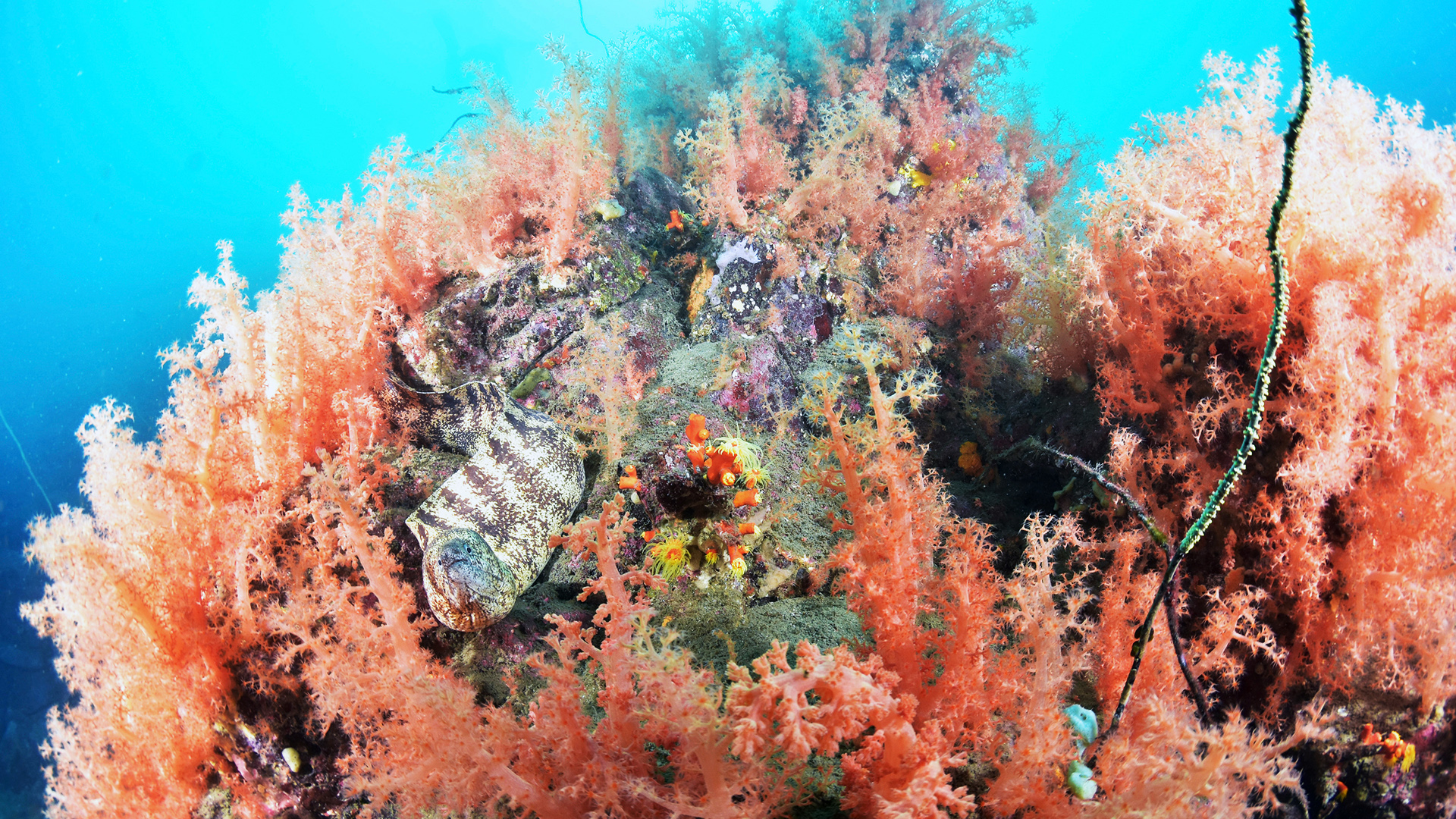 Eine Moräne in einer Koralle | picture alliance / ASSOCIATED PR