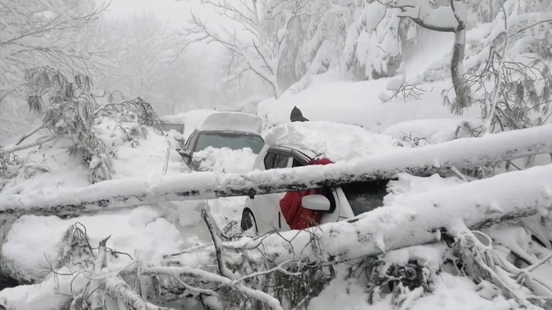 Autos sind unter abgebrochenen Baumästen eingeklemmt. | via REUTERS