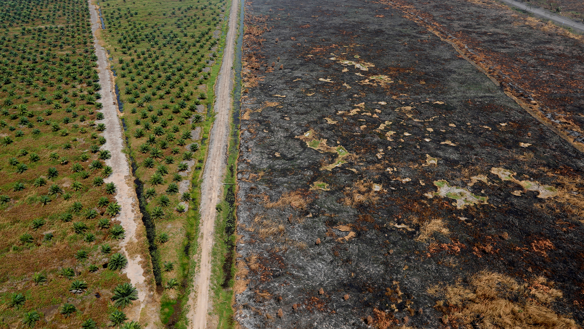 Verbrannte Wälder neben einer Palmölplantage nach Bränden in der Nähe von Banjarmasin in der Provinz Südkalimantan (Indonesien)