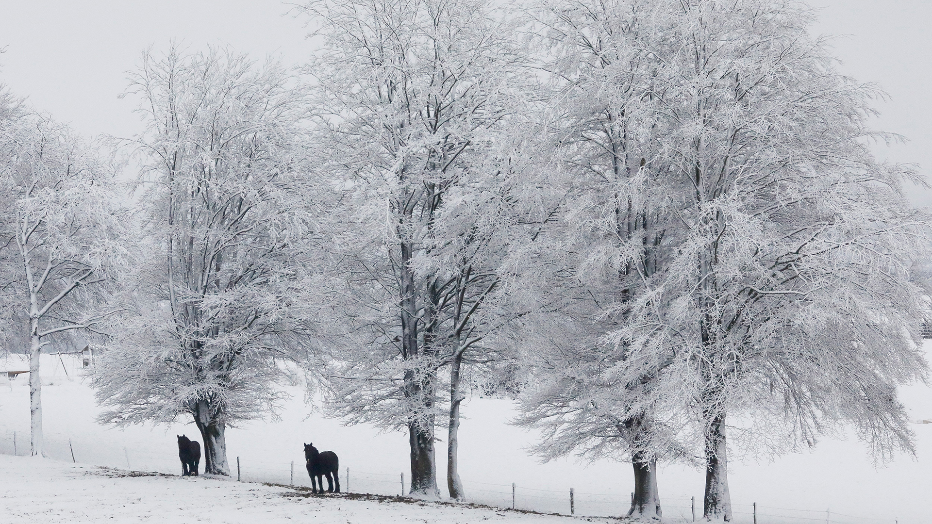 Pferde stehen auf einem schneebedeckten Feld in der Nähe von Saint-Hubert in der belgischen Provinz Luxemburg. | EPA
