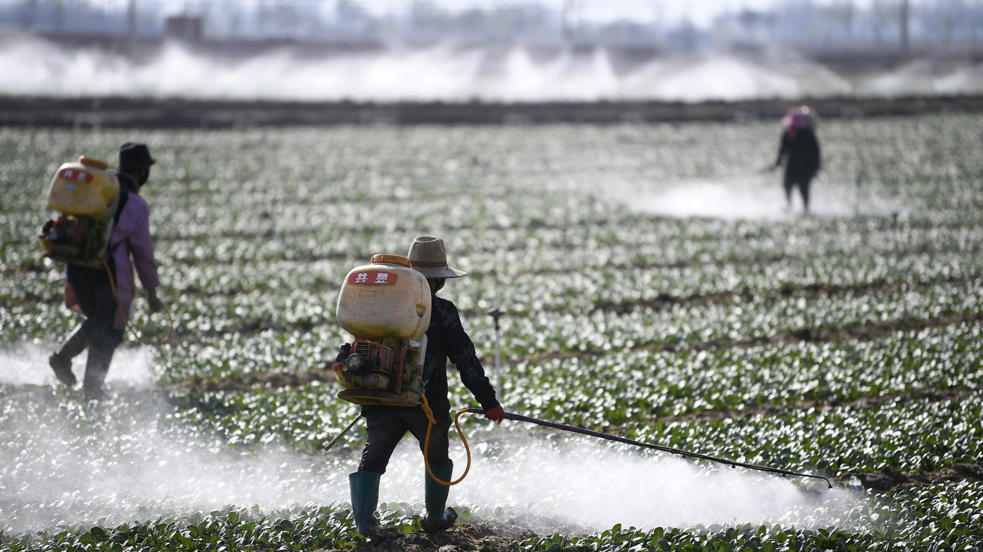 Landwirte versprühen Pestizide auf einem Feld in China. | dpa