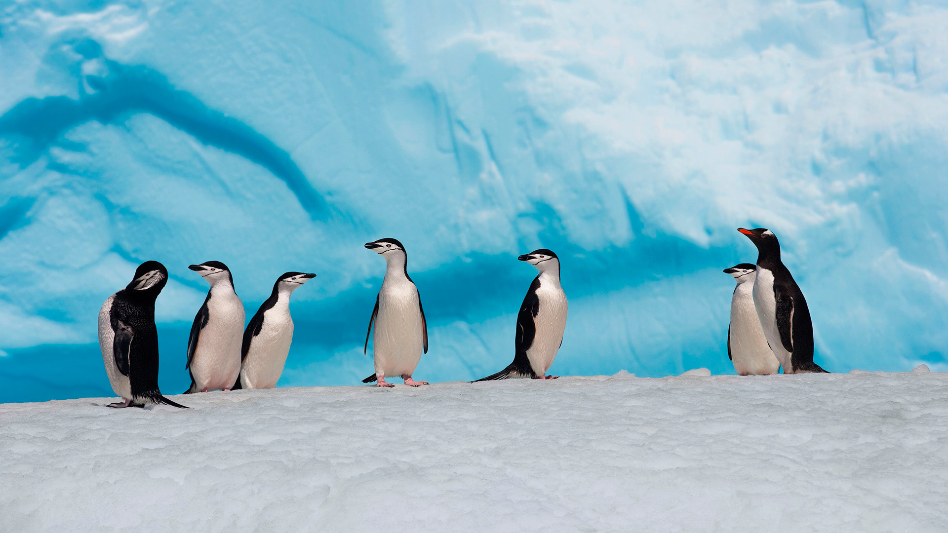 Pinguine Antarktis | AFP