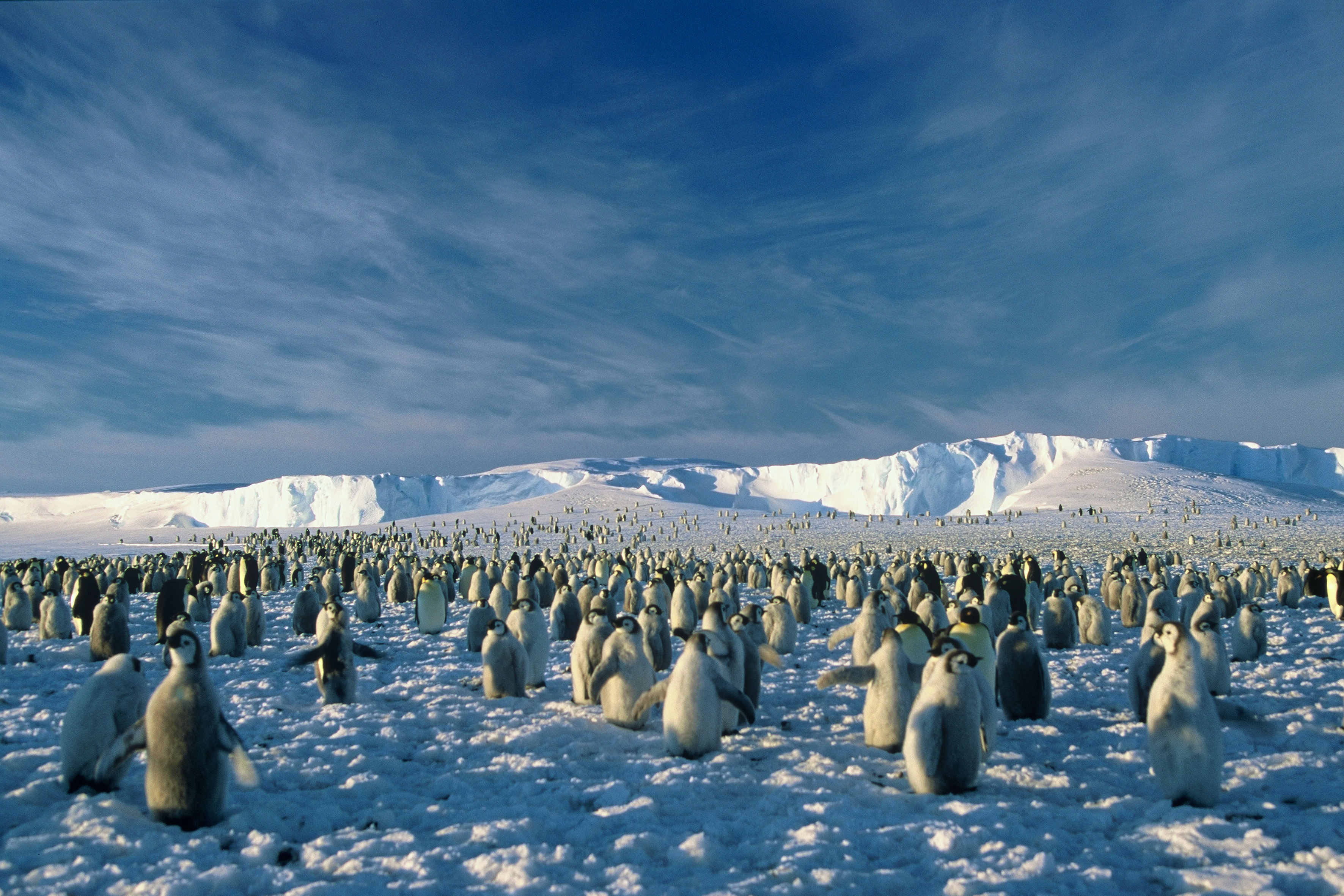 Kolonie von Kaiserpinguinen in der Atka-Bucht in der Antarktis | Bildquelle: Hannes Grobe
