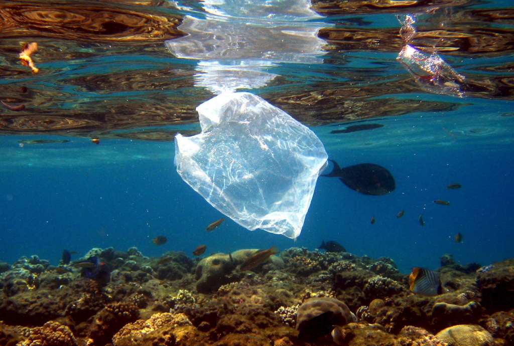 Plastiktüte im Roten Meer