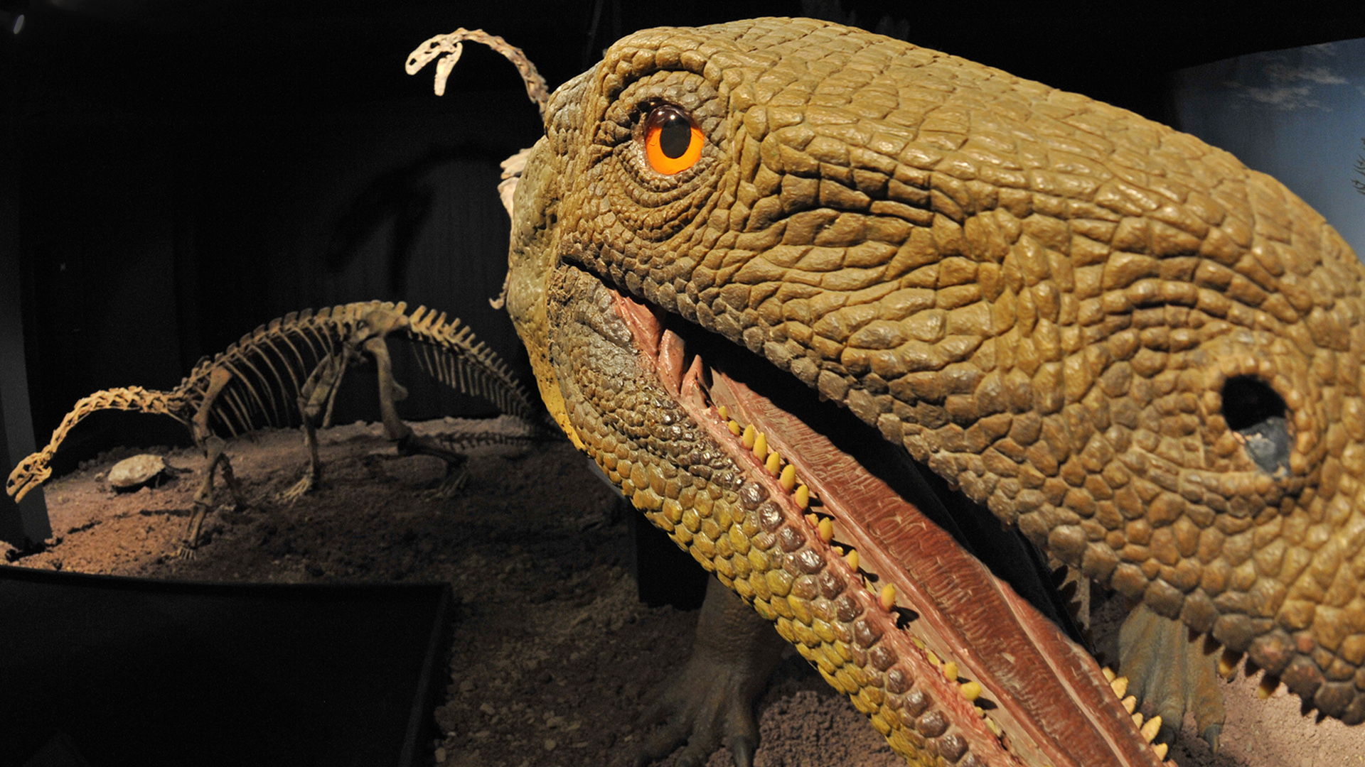 Das Skelett eines Plateosauriers (hinten) ist neben einem Modell zu sehen.