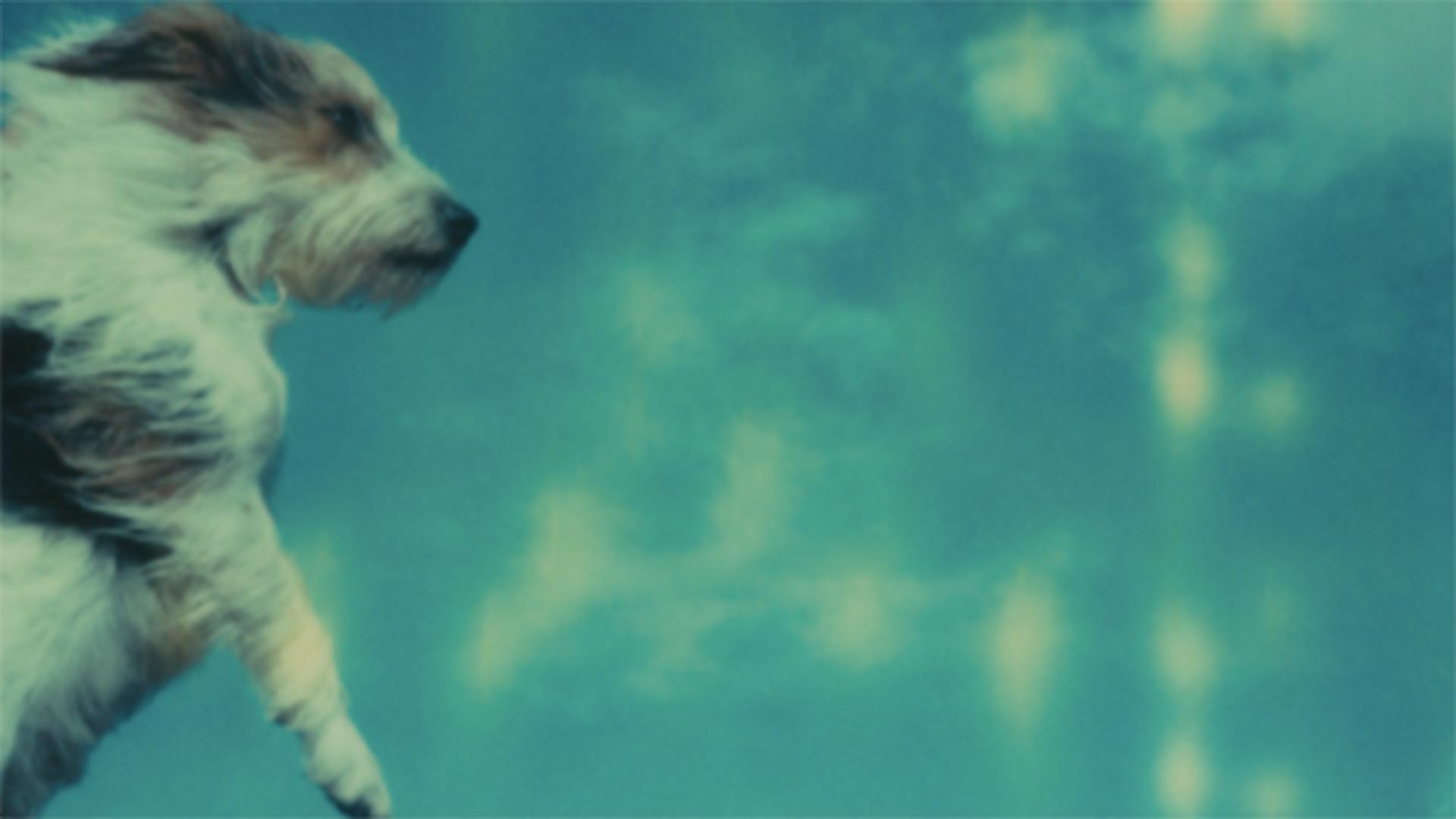 Ein Polaroidfoto von einem Hund | Jennifer Rumbach