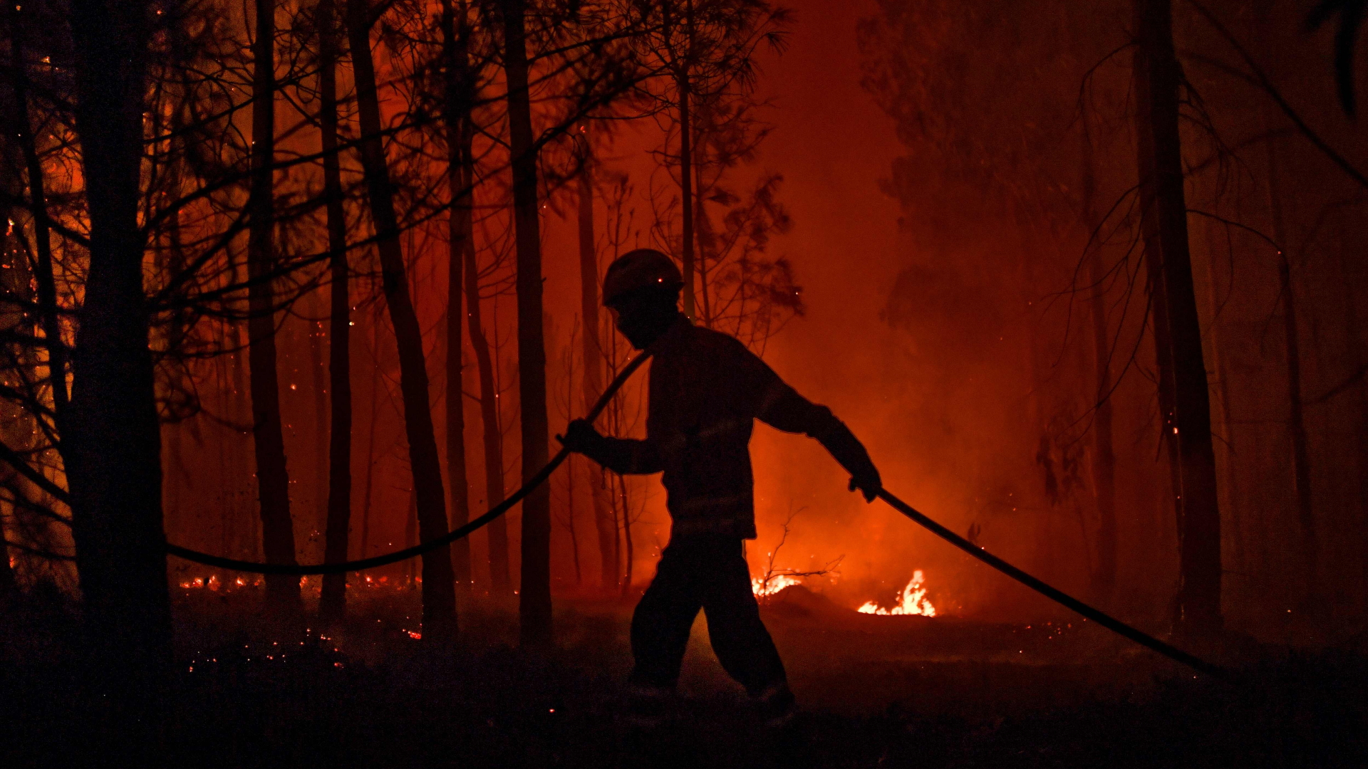 Ein Feuerwehrmann trägt in einem Wald einen Wasserschlauch, im Hintergrund lodern Flammen zwischen den Bäumen. | AFP