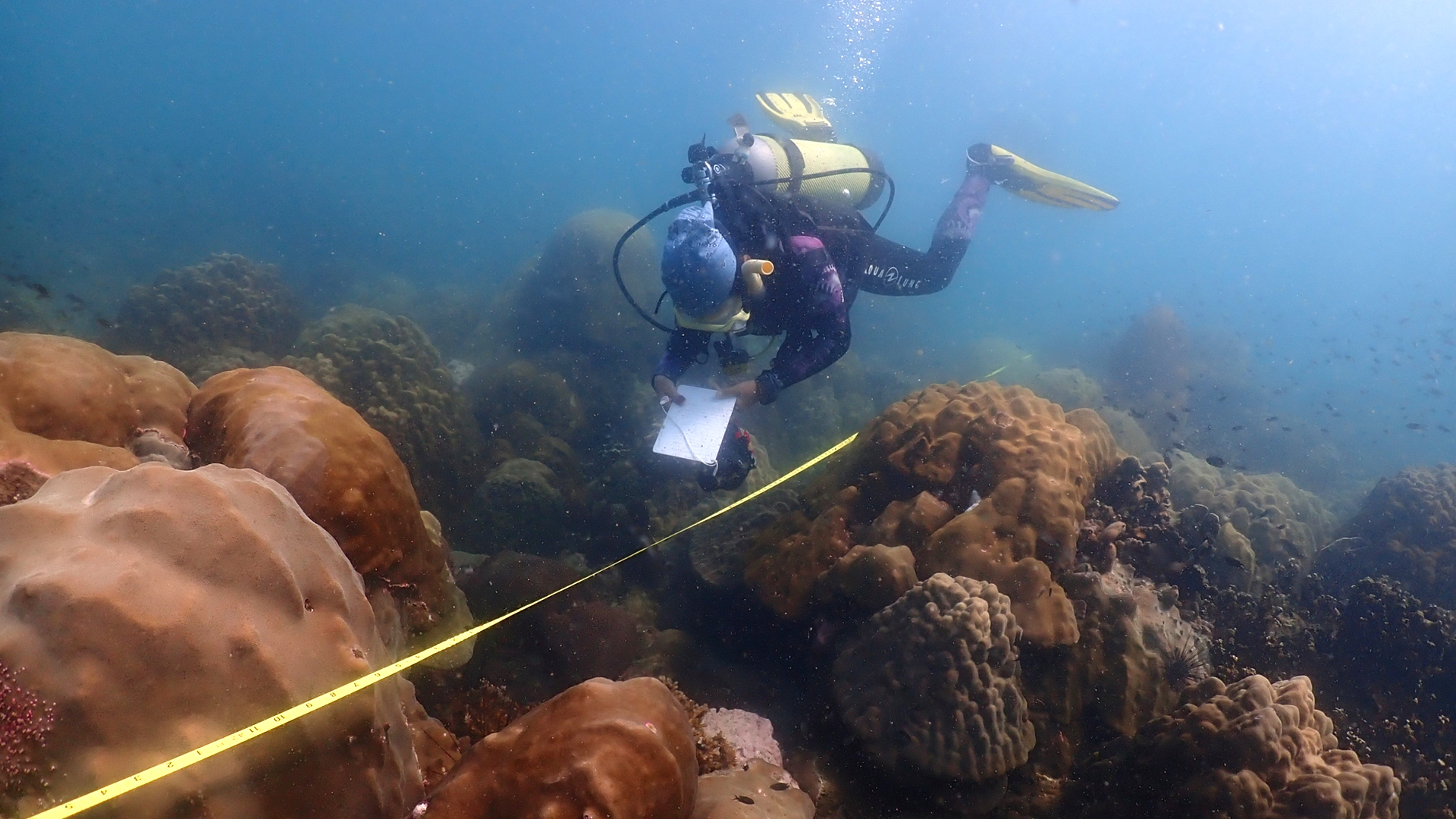 Lalita Putchim untersucht unter Wasser ein Korallenriff. | Department of Marine and Coastal Resources, Thailand