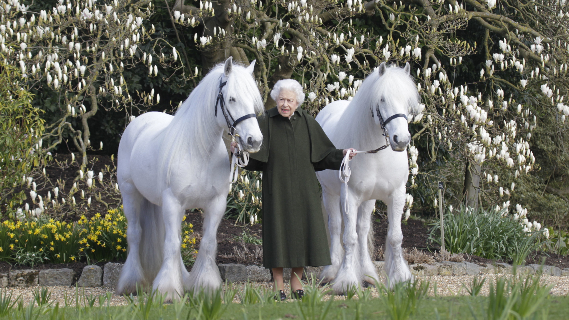 Queen Elizabeth II. zwischen zwei ihrer weißen Fell-Ponys auf Schloss Windsor. | AP