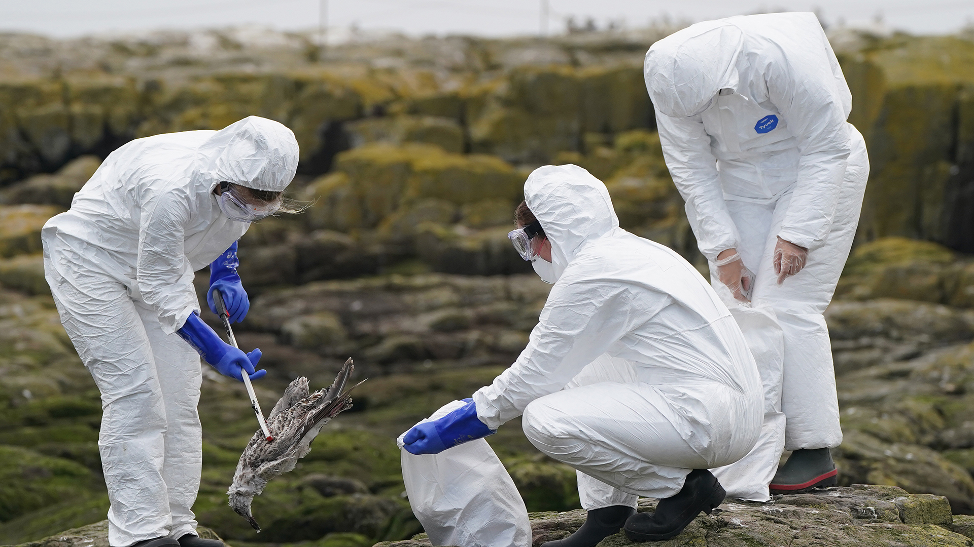 Ein Ranger-Team des National Trust entfernt tote Vögel vom Strand von Staple Island, einer Insel der Outer Group der Farne-Inseln vor der Küste Northumberlands | dpa