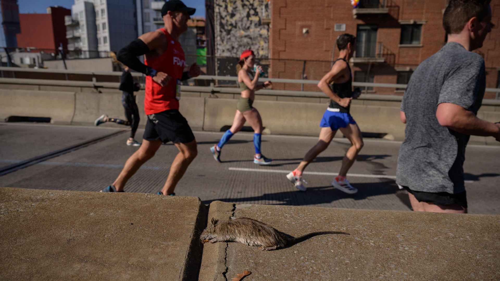 Tote Ratte beim New-York-Marathon | AFP