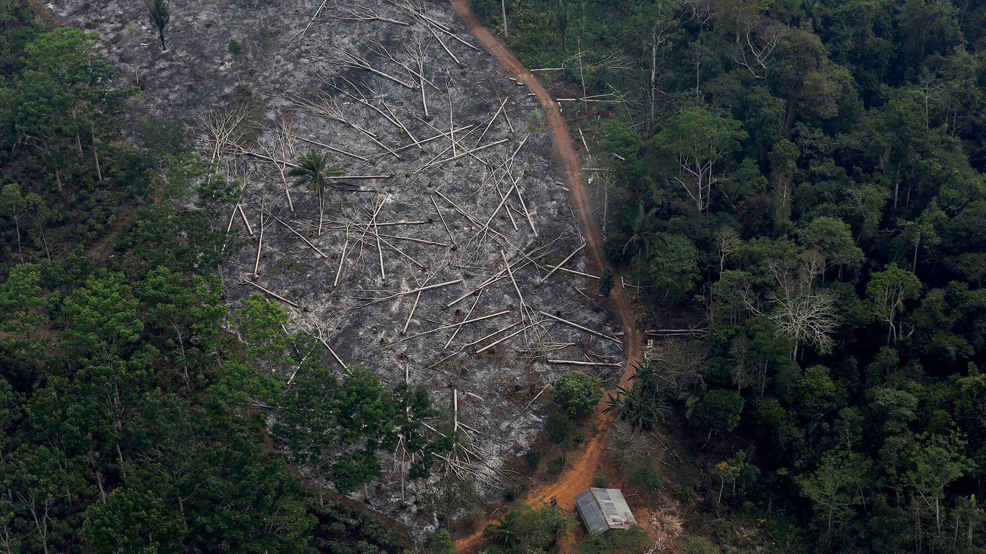 Abholzung in Porto Velho, Brasilien | REUTERS