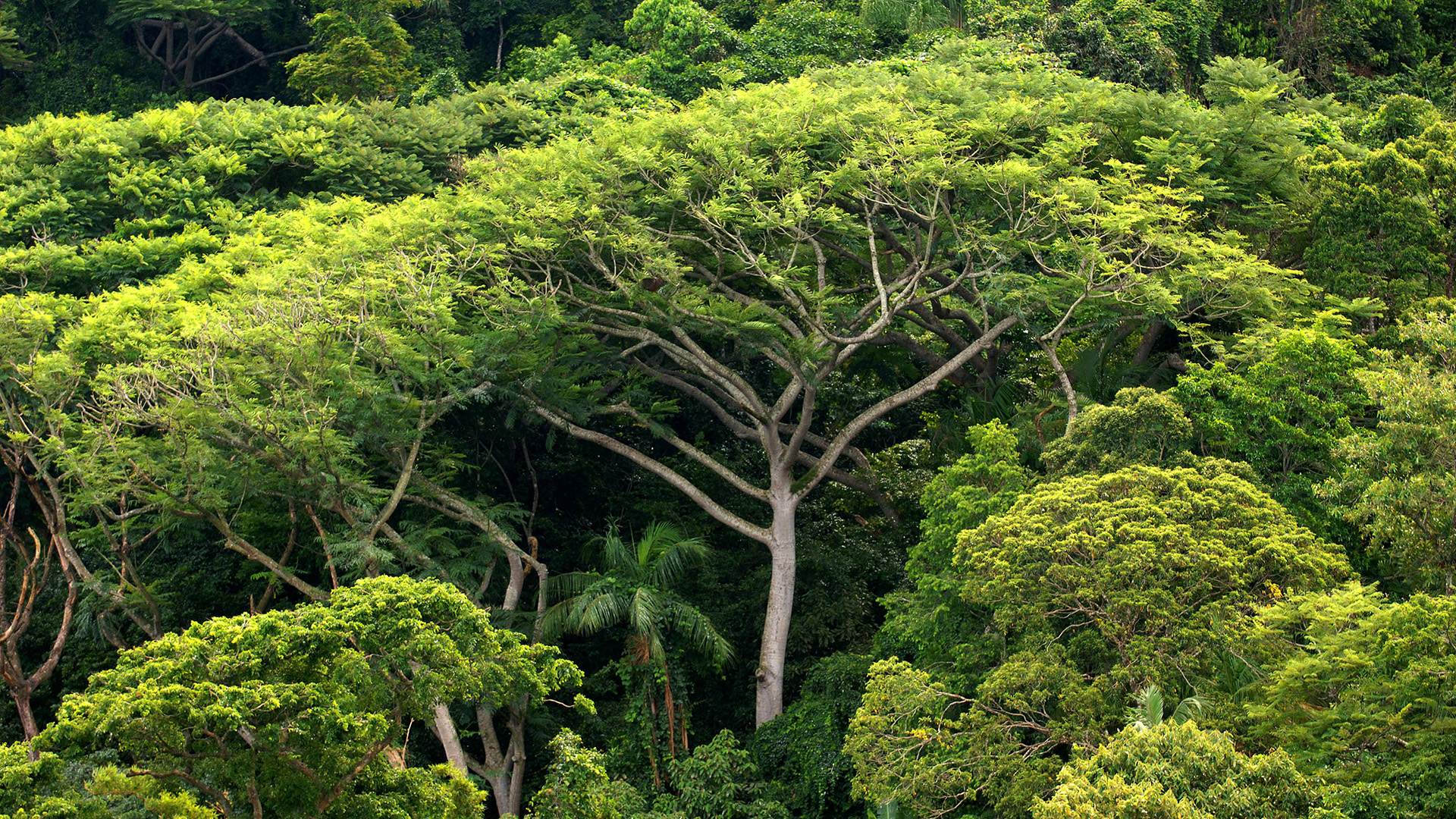 Regenwald auf der Ilha do Cardoso im Bundesstaat Sao Paulo. | dpa
