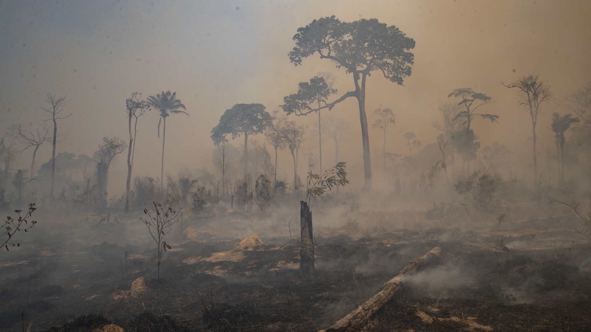 Verbrannte Bäume im Amazonas. | dpa