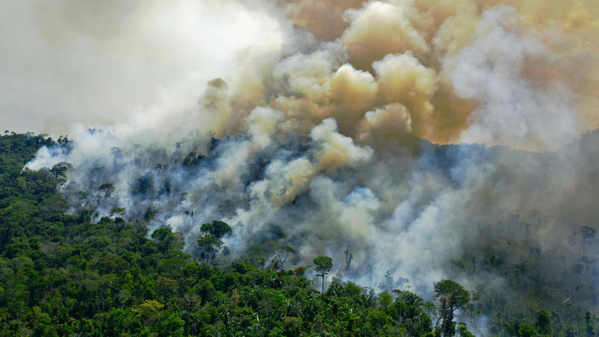 Regenwald in Brasilien wird gerodet. | AFP