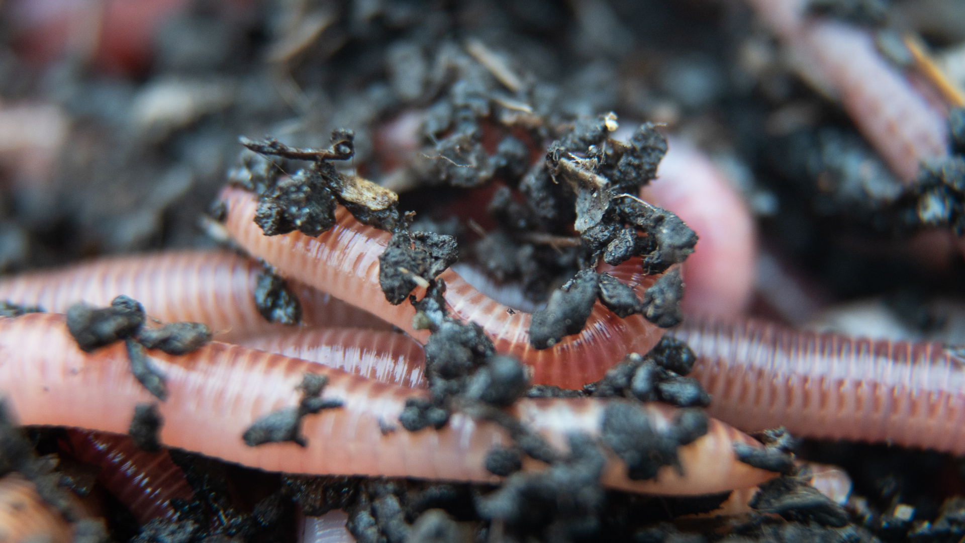 Klimawandel: Wie Regenwürmer den Wald retten sollen