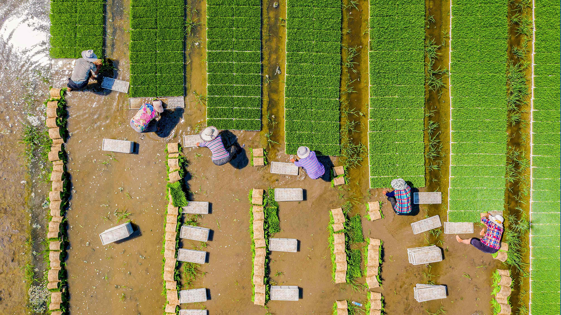 Luftaufnahme von Arbeitern auf einem Reisfeld | AFP