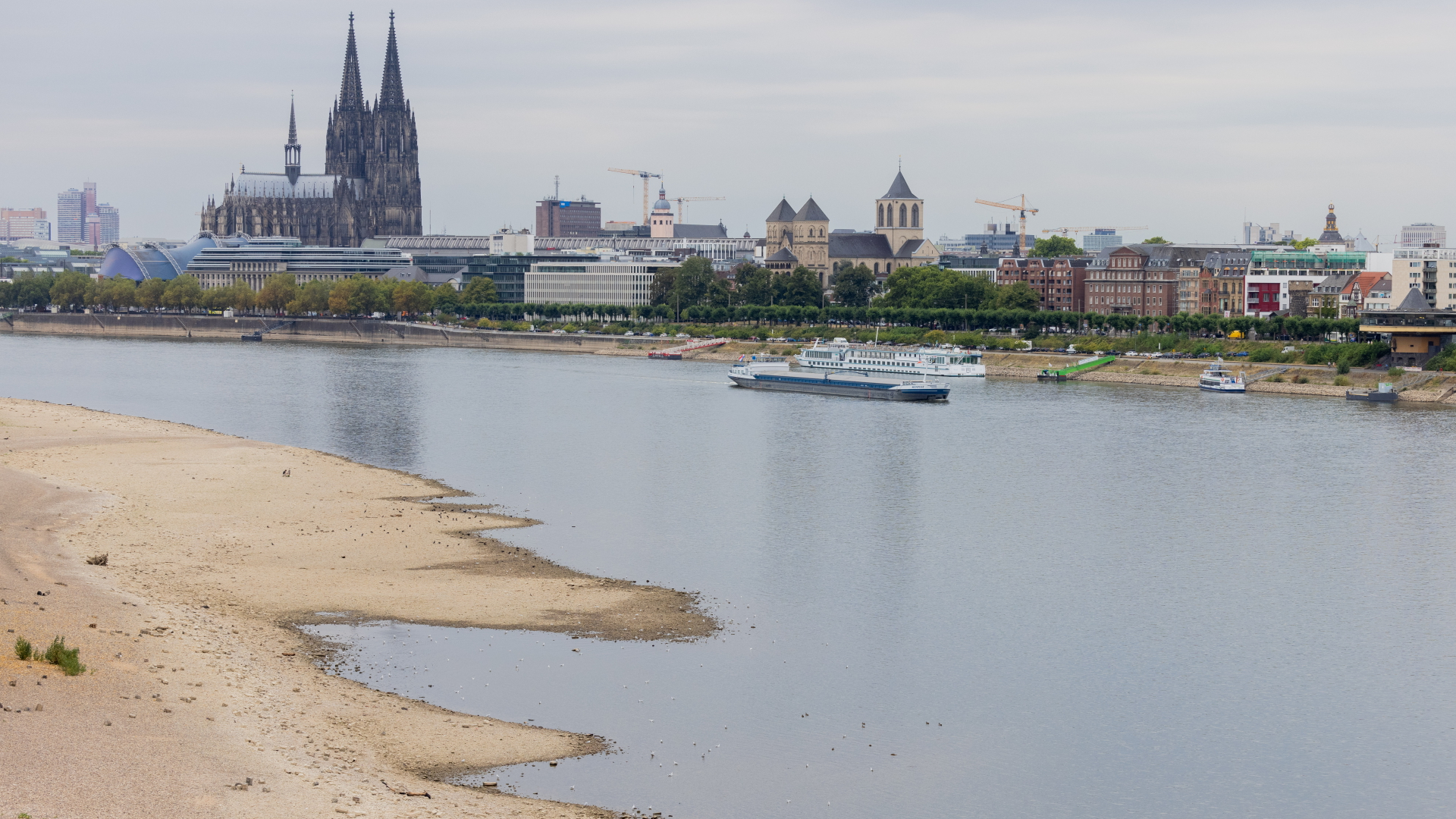 Ein Schiff fährt auf dem Rhein durch Köln. An den Ufern haben sich wegen der anhaltenden Trockenheit breite Sand- und Kiesbänke gebildet. | dpa