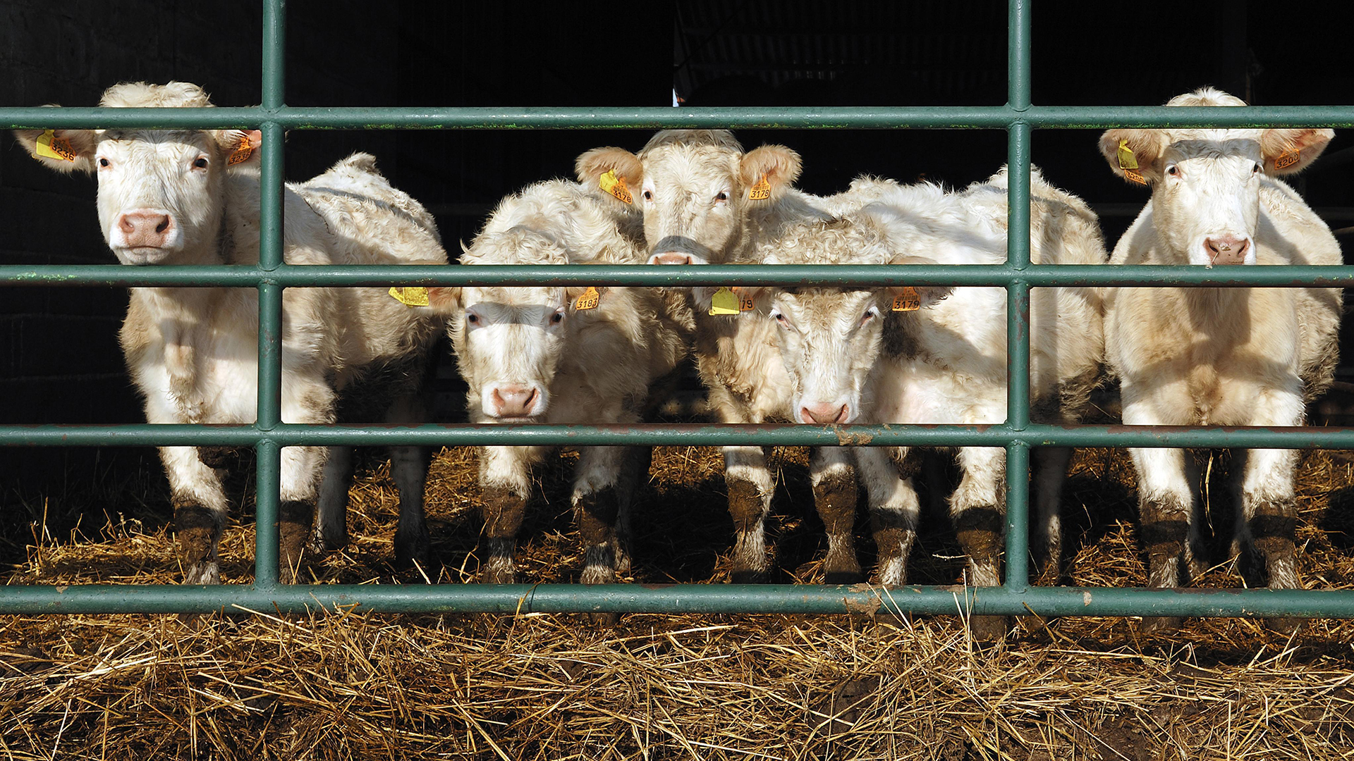 Rinder in einem offenen Stall in der französischen Region Elsass. | picture alliance / imageBROKER