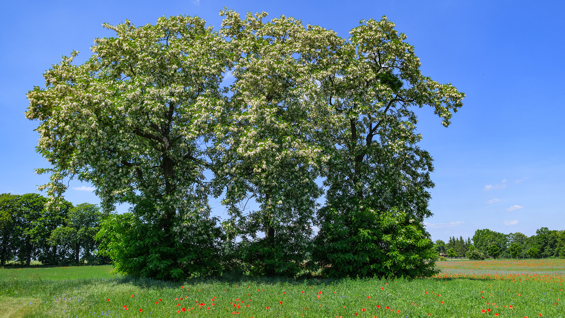 Voller weißer Blüten sind Bäume der Gewöhnlichen Robinie (Robinia pseudoacacia) | picture alliance/dpa