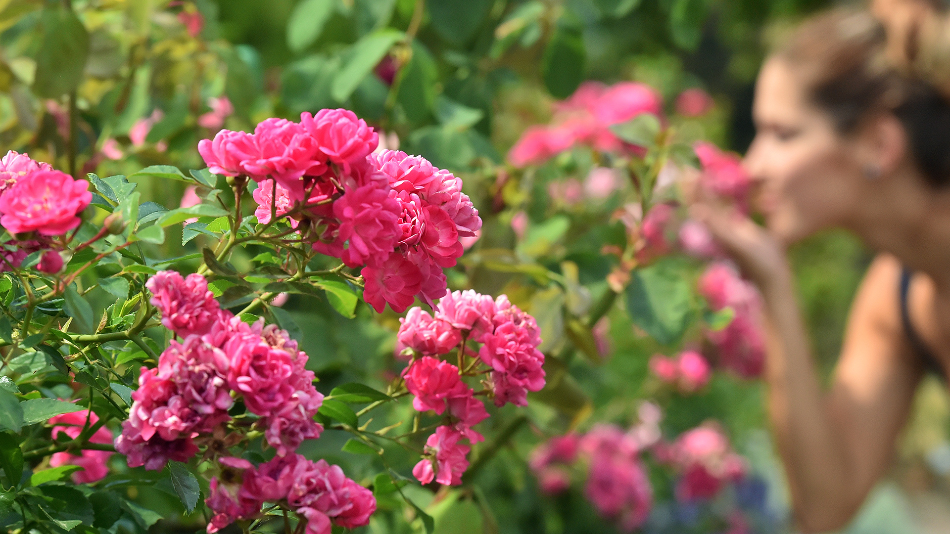 Tworzenie pamięci: Ucz się lepiej z zapachem róż