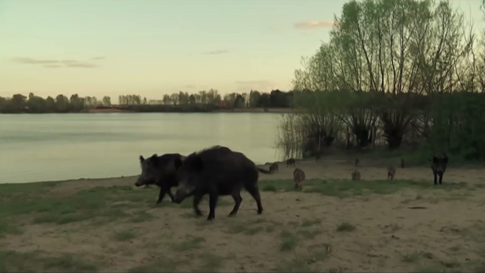 Eine Rotte Wildschweine läuft an einem Gewässer entlang. | rbb