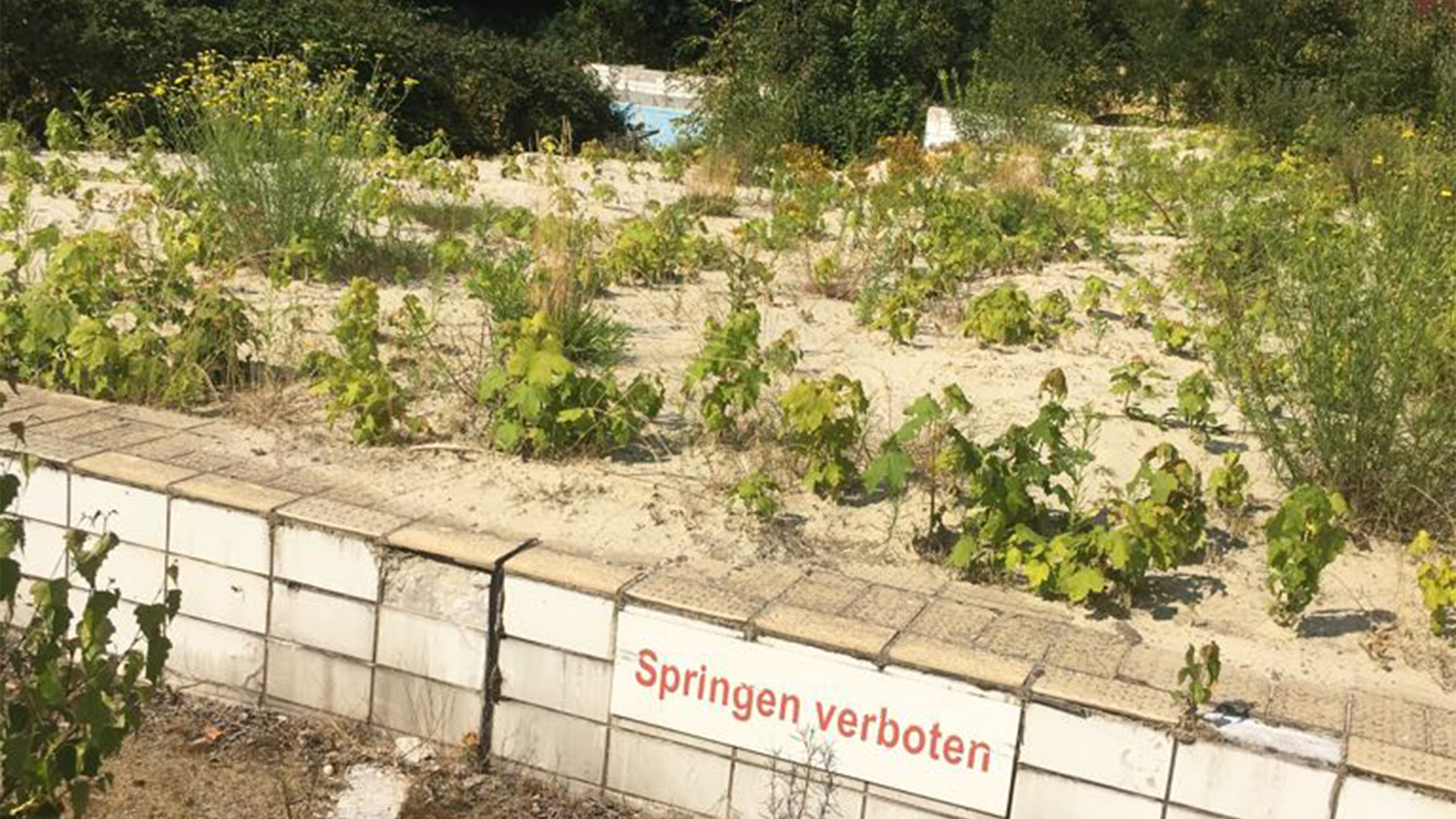 Blick auf die Ruine des Schwimmbads ins Duisburg