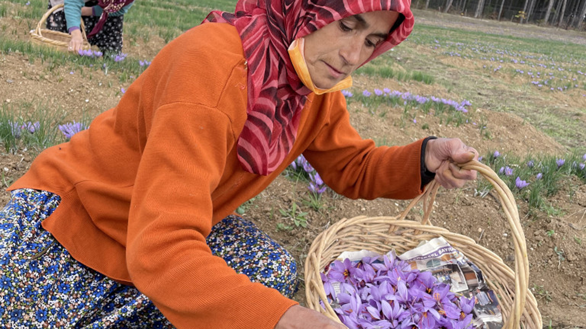 Safran-Ernte in der Türkei | Karin Senz