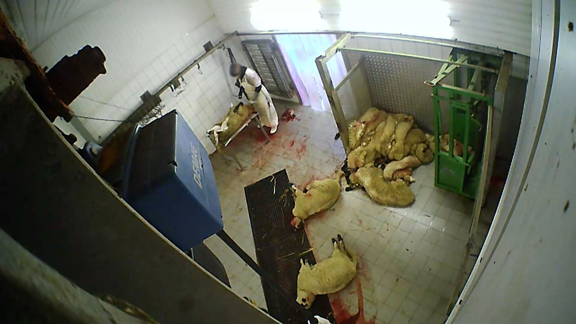 Geschächtete Tiere liegen auf dem Fußboden. | Deutsches Tierschutzbüro