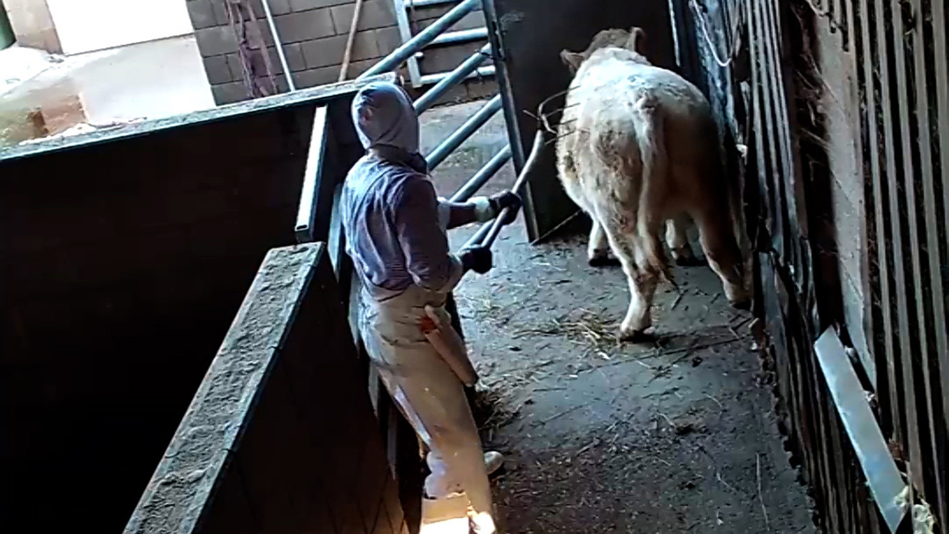 Ein Mann treibt eine Kuh durch ein Gatter. | Deutsches Tierschutzbüro