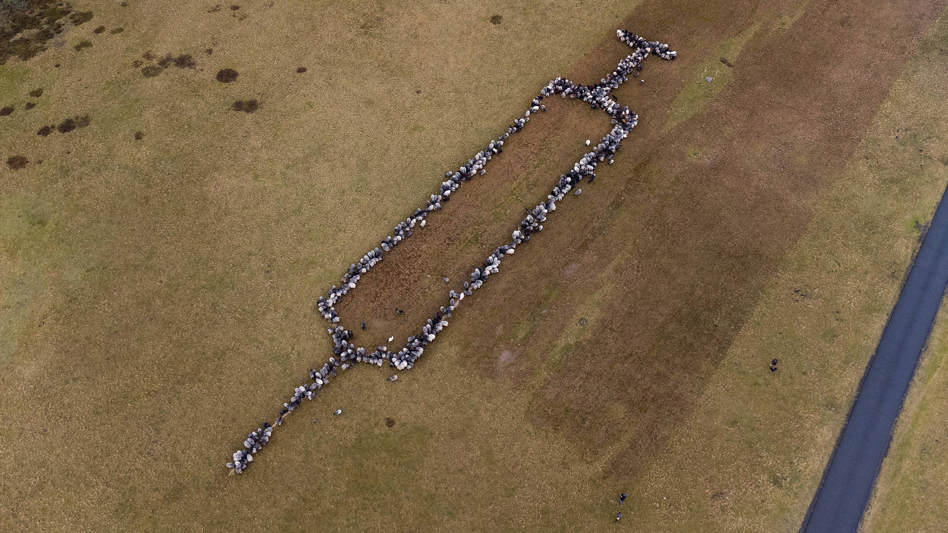 Mit rund 700 Schafen und Ziegen haben Schäfer in Schneverdingen (Niedersachsen) eine rund 100 Meter große Spritze dargestellt. | dpa