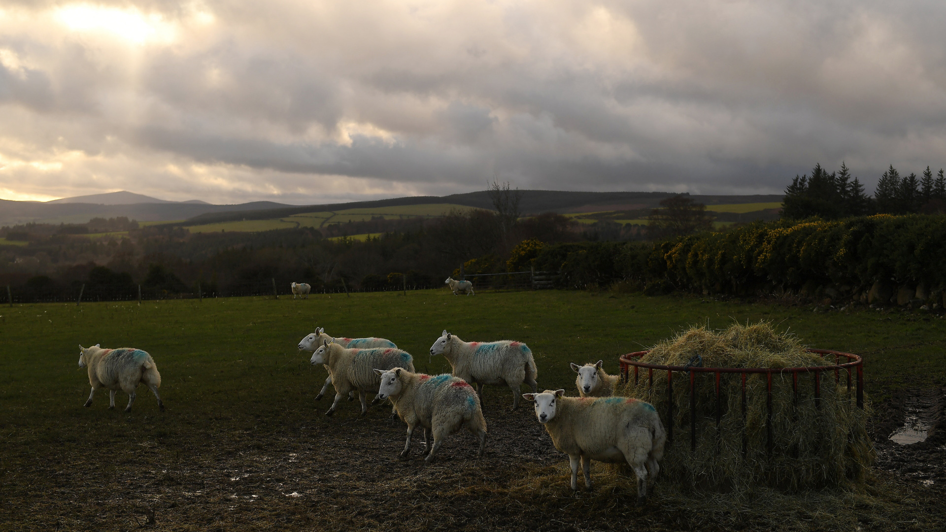 Schafe auf irischer Farm | REUTERS