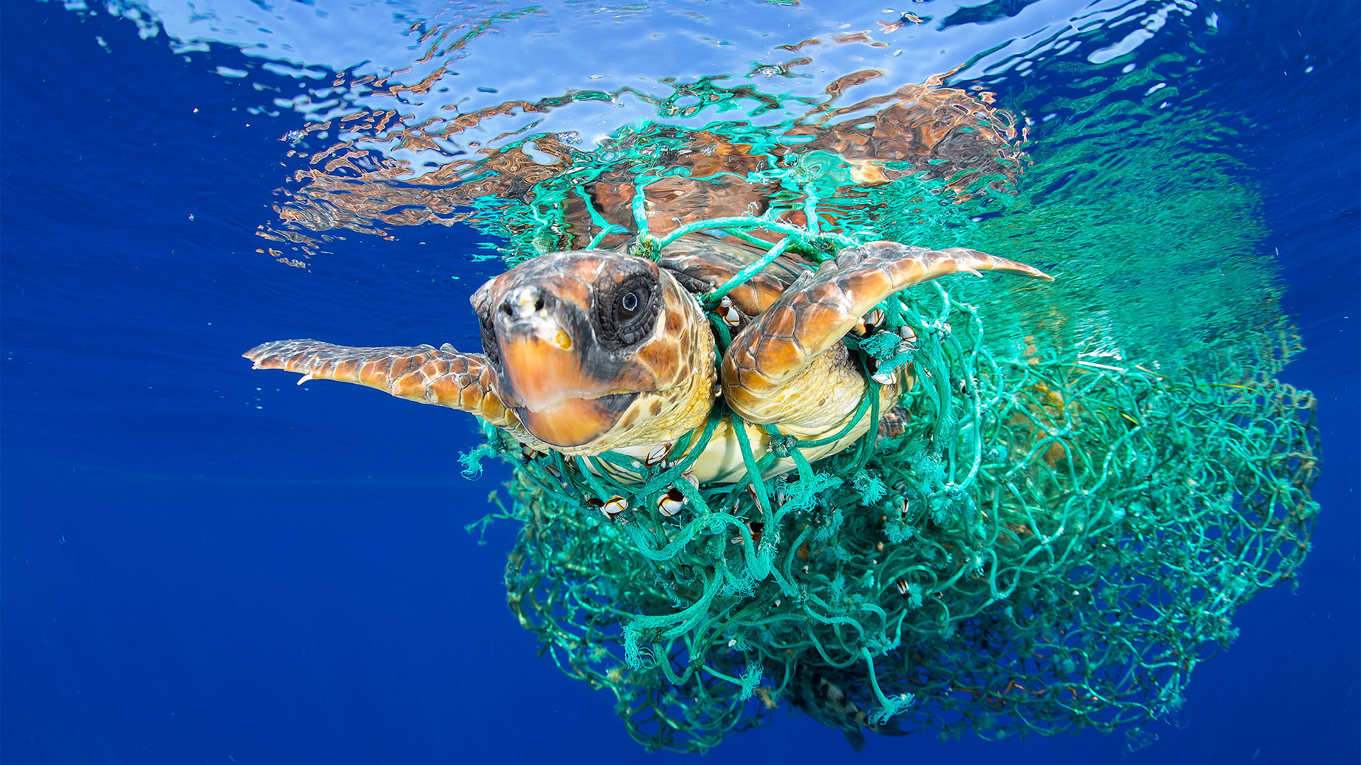 Eine Meeresschildkröte, die sich in einem treibenden Netz verfangen hat | picture alliance/AP Photo