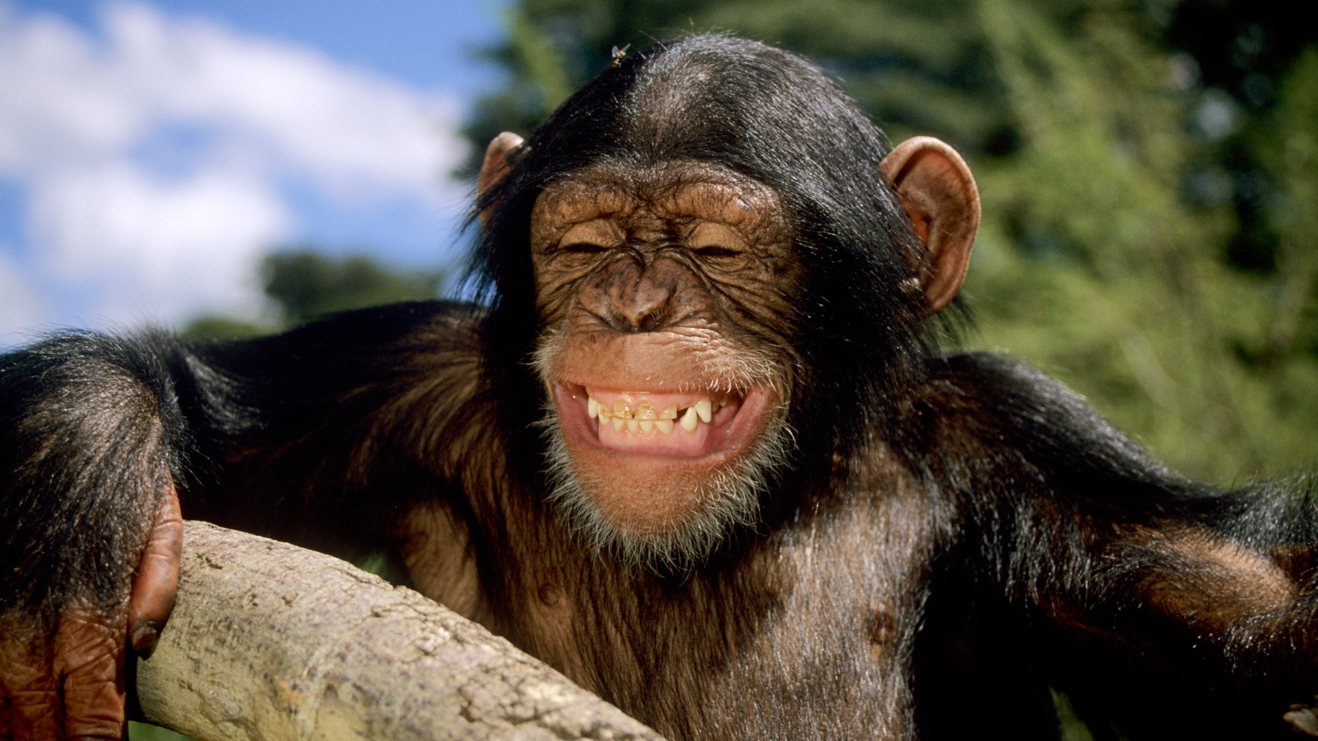 Ein junger Schimpanse - scheinbar lachend.