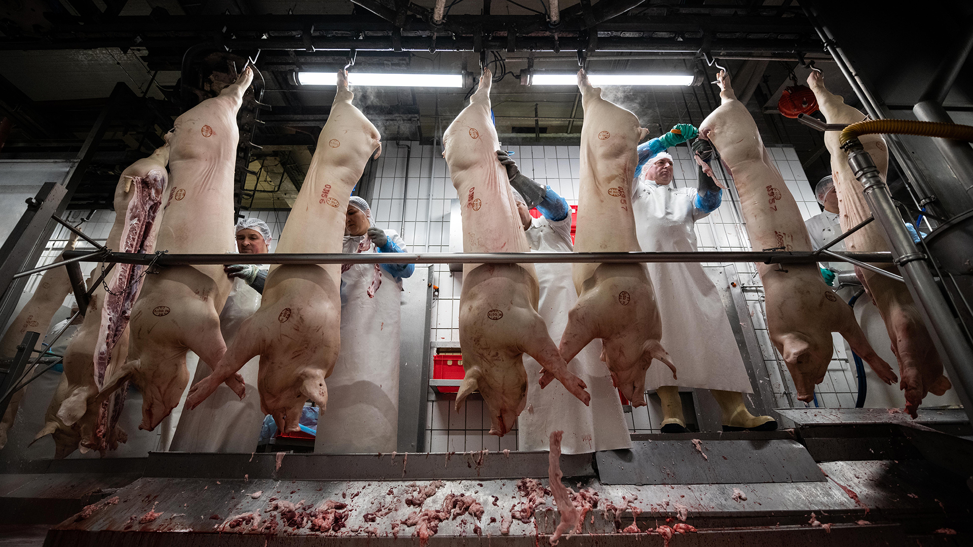 Mitarbeiter eines Schlachthofs zerteilen am Fließband hängende Schweine.