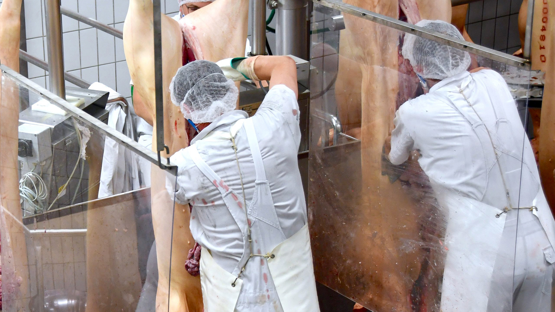 An ihren Arbeitsplätzen von Plexiglasscheiben voneinander getrennt zerlegen Mitarbeiter von Tönnies geschlachtete Schweine im Stammwerk des Betriebes | dpa