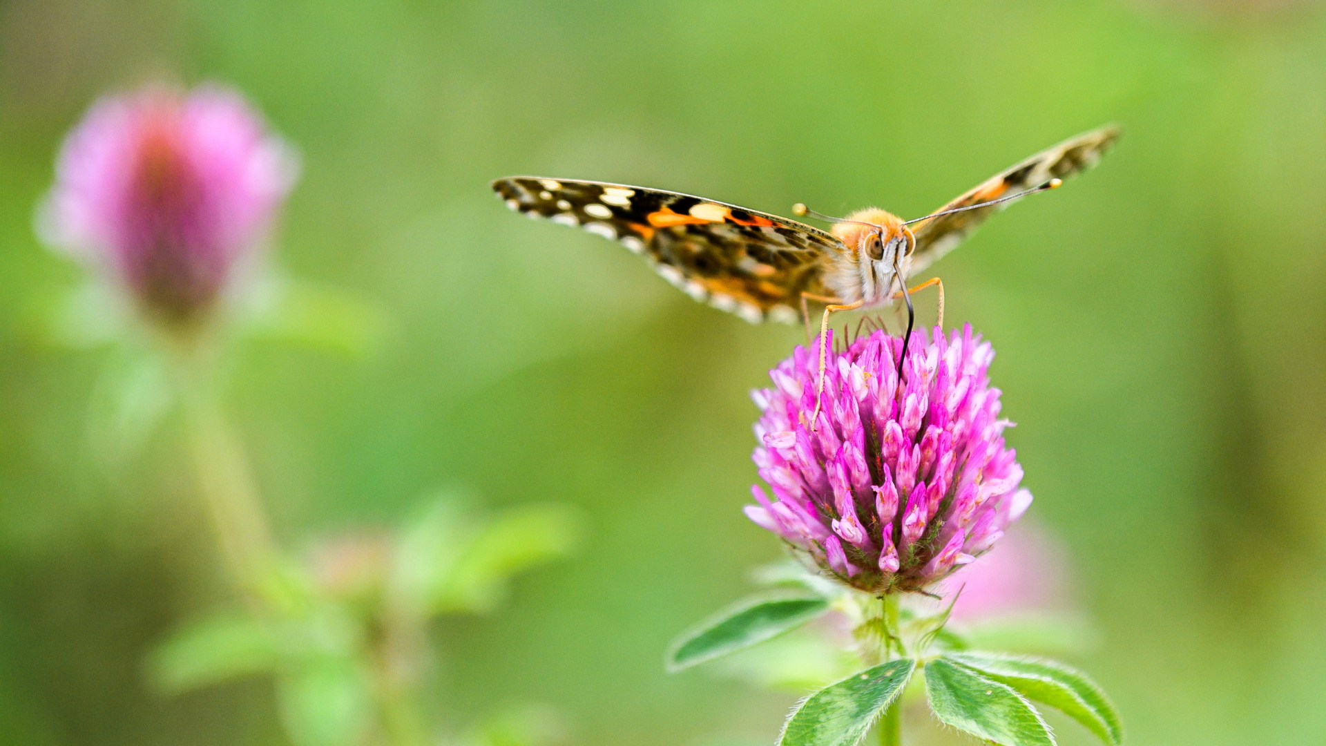 Ein Schmetterling sitzt auf dem Blütenstand eines Wiesenklees | dpa